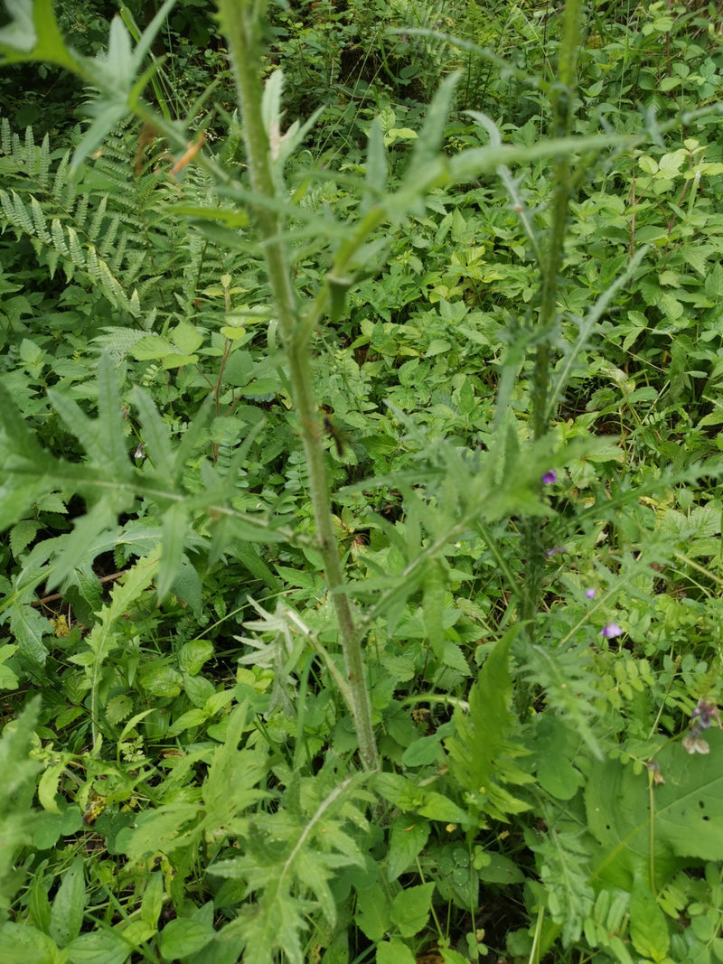 Ein kleines Insekt sitzt auf dem Stängel einer grünen Pflanze in dichter Vegetation. Die Umgebung besteht aus verschiedenen grünen Blättern und Farnen.