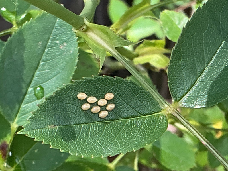 Unbestimmtes Insekt — Bild 5 von 16