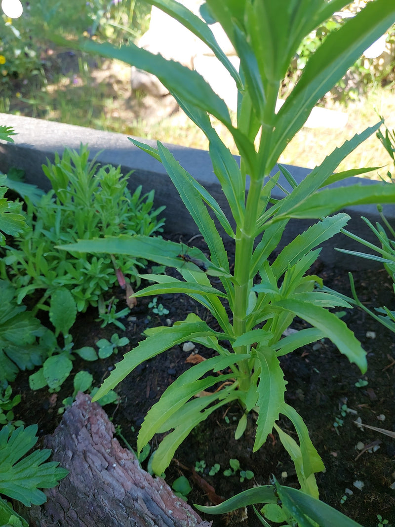 Auf einem grünen Pflanzenblatt sitzt ein winziges, undeutliches Insekt. Die Aufnahme zeigt die Pflanze in einem Gartenbeet von oben.