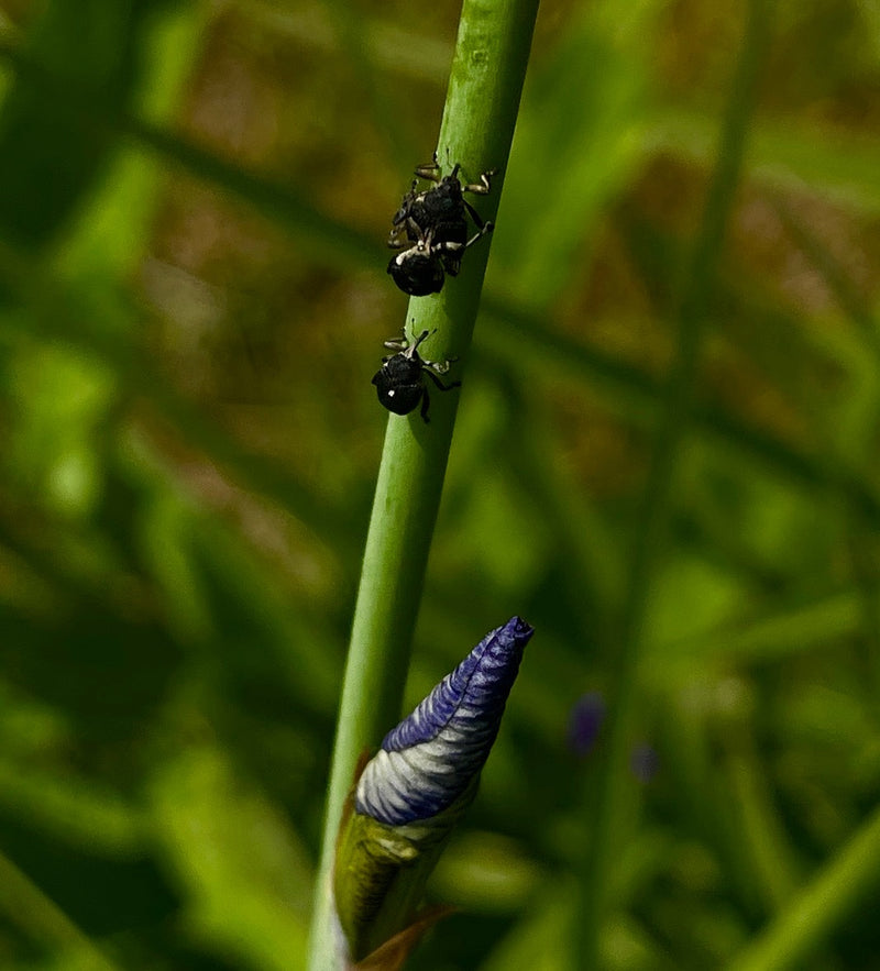 Iris-Rüsselkäfer — Bild 1 von 9