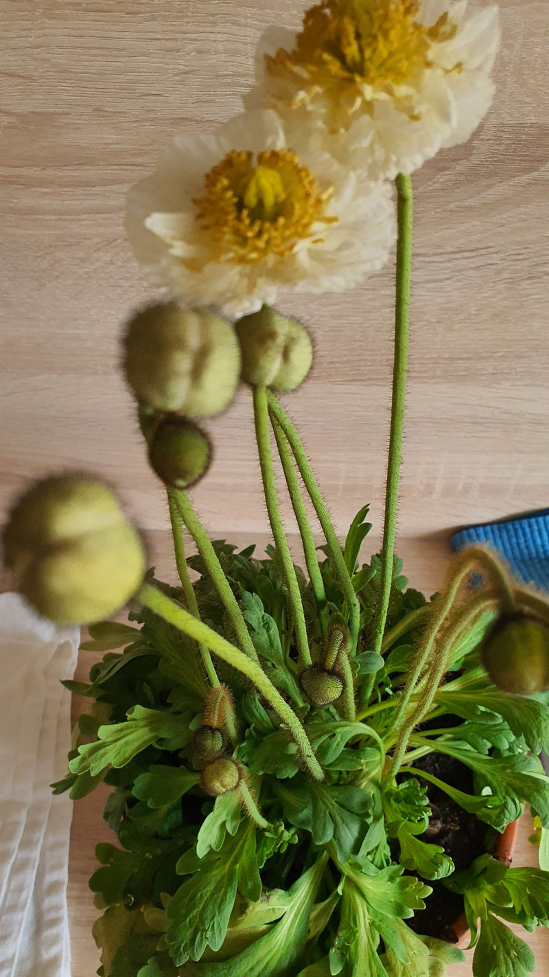 Der Island-Mohn ist eine beliebte Zierpflanze aus der Familie der Mohngewächse. Er zeichnet sich durch seine behaarten, blattlosen Stängel und die großen, sc...