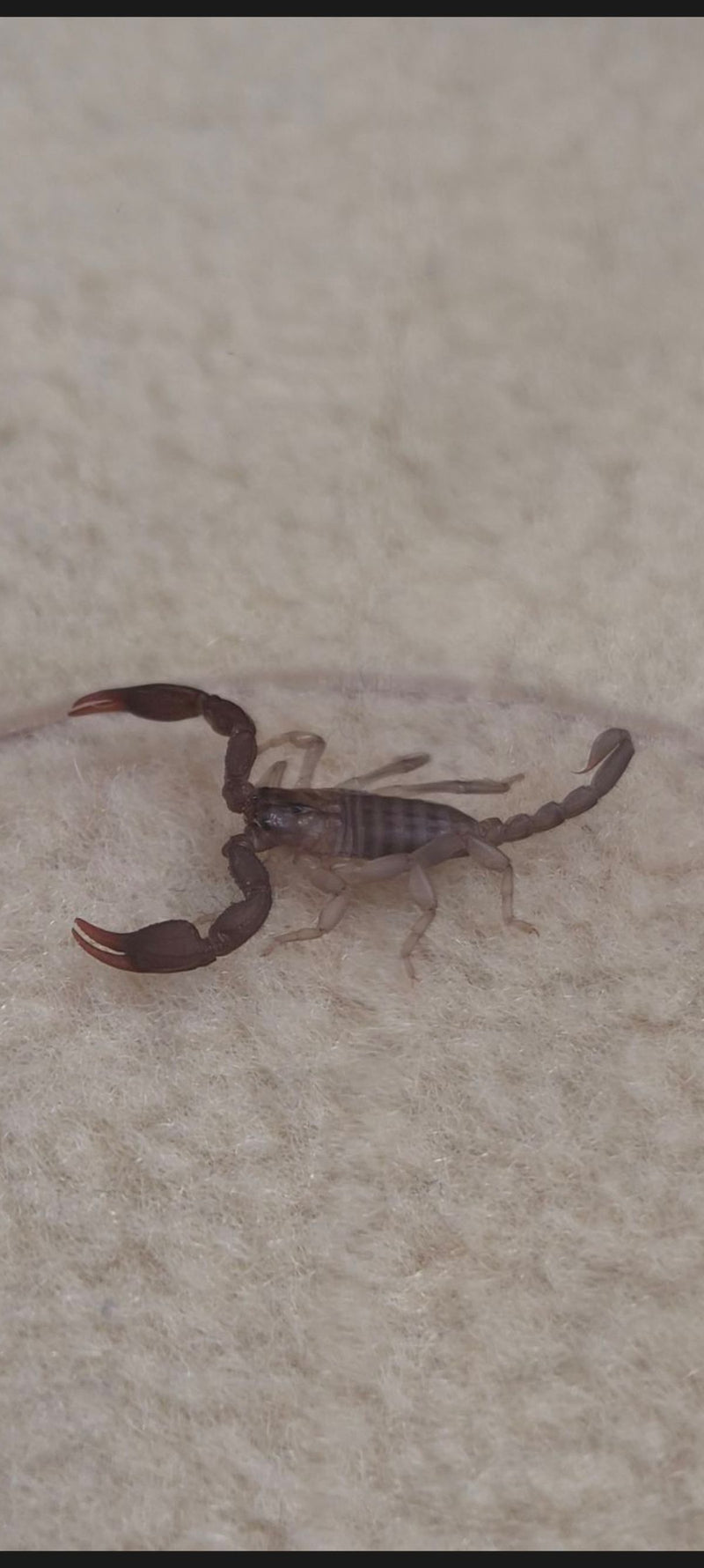 Italienischer Skorpion — Bild 1 von 1
