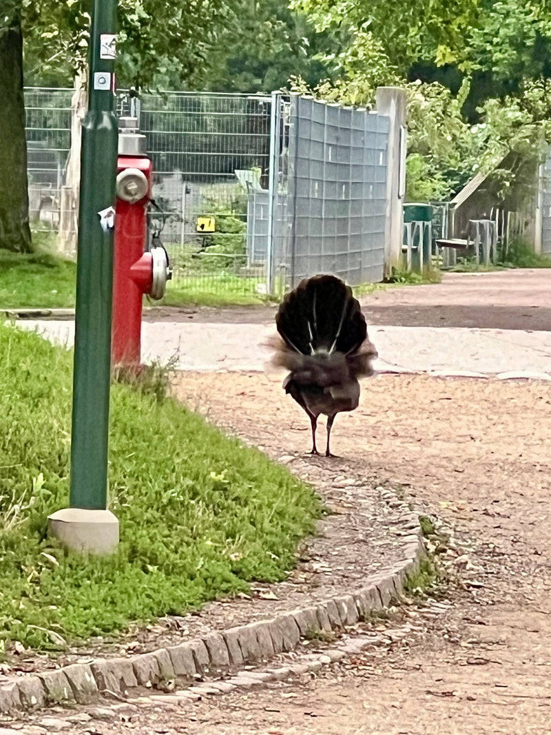 Jagdfasan — Bild 2 von 6