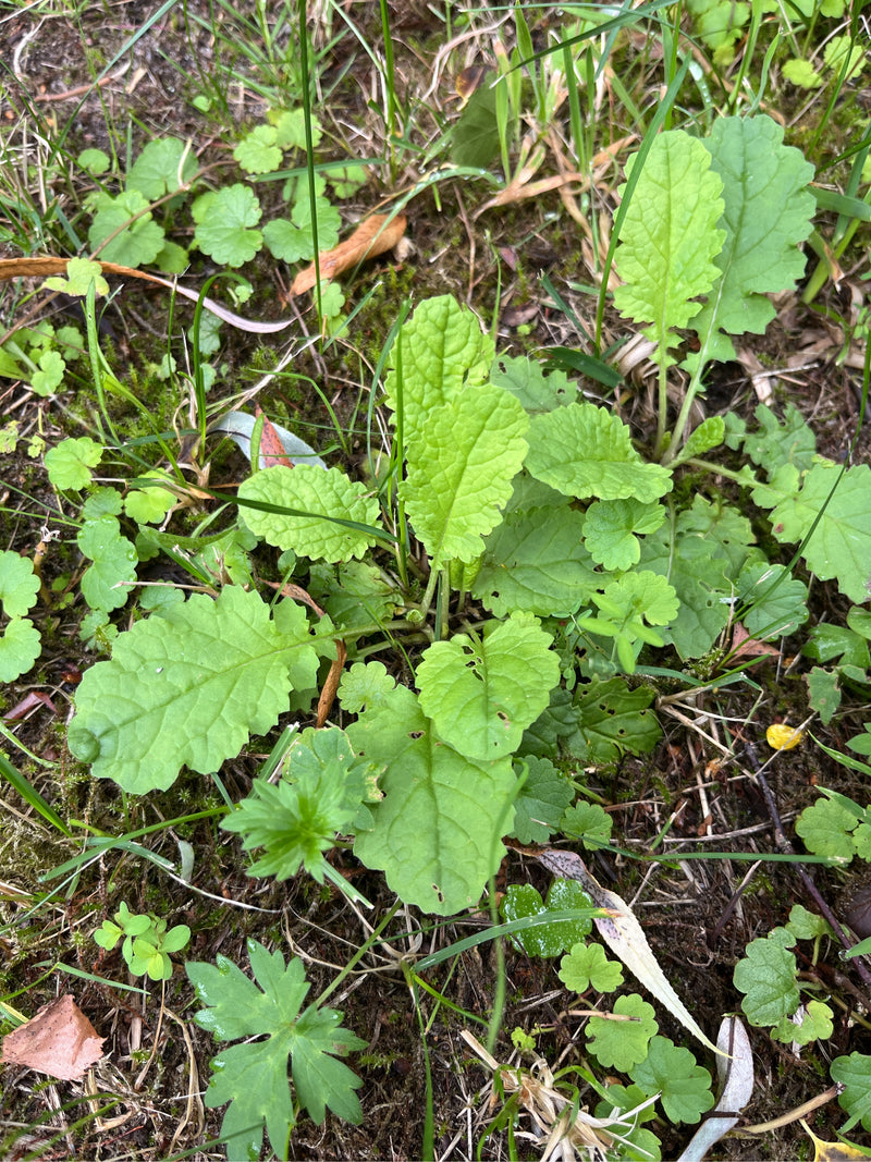 Jakobs-Greiskraut — Bild 3 von 25