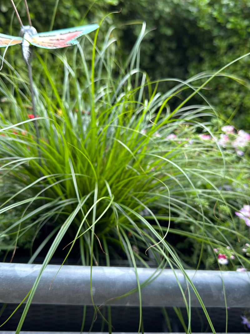 Zu sehen ist ein dichter Horst der Japan-Segge mit langen, schmalen Blättern in einem Garten. Die Pflanze wächst in einem Gefäß.