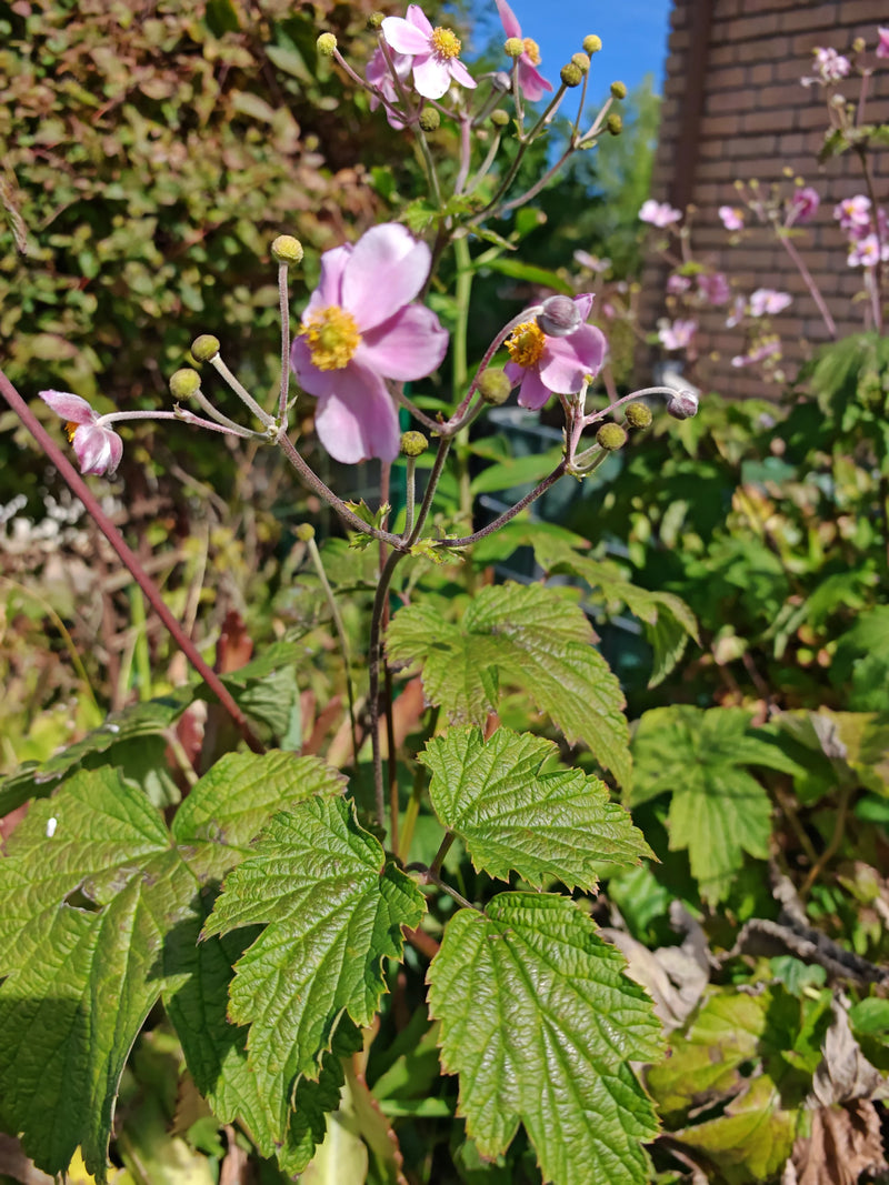 Japanische Anemone — Bild 5