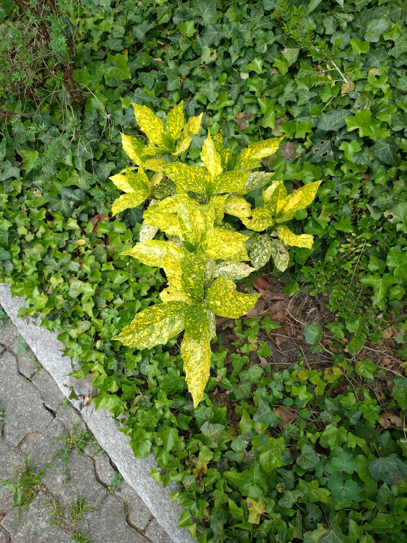 Auf dem Bild ist eine Japanische Aukube mit ihren charakteristisch gelb-grün gefleckten Blättern zu sehen, die in einem Beet zwischen Efeu wächst.