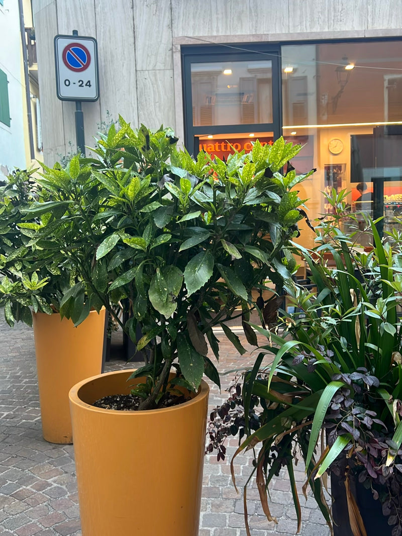 Eine Japanische Aukube steht in einem orangefarbenen Pflanzkübel auf gepflastertem Boden vor einem Gebäude. Die glänzenden Blätter zeigen die typische gespre...