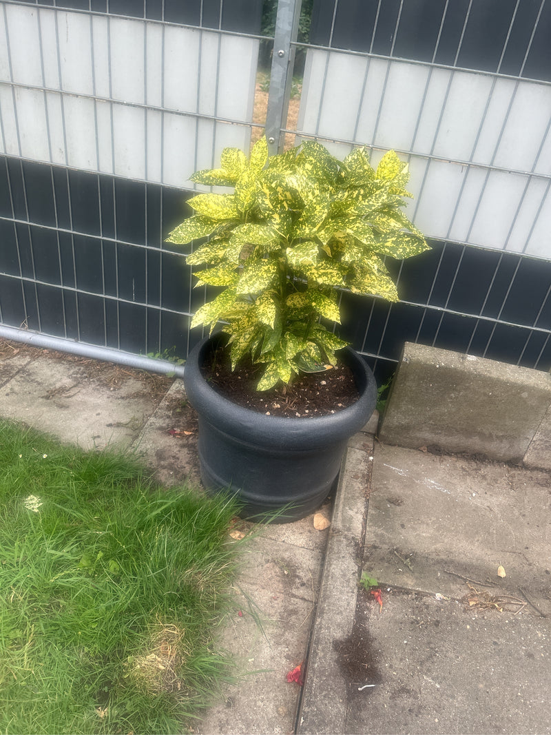 Eine Japanische Aukube wächst in einem dunklen Blumentopf vor einem Bauzaun. Die charakteristisch gelb-grün gesprenkelten Blätter sind gut zu erkennen.