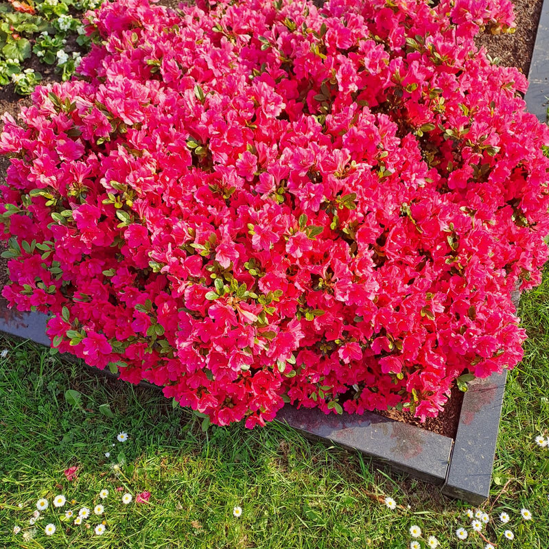 Zu sehen ist ein dichter, reich blühender Strauch der Japanischen Azalee mit intensiv roten Blüten. Die Pflanze steht in einem Gartenbeet umgeben von Rasen.