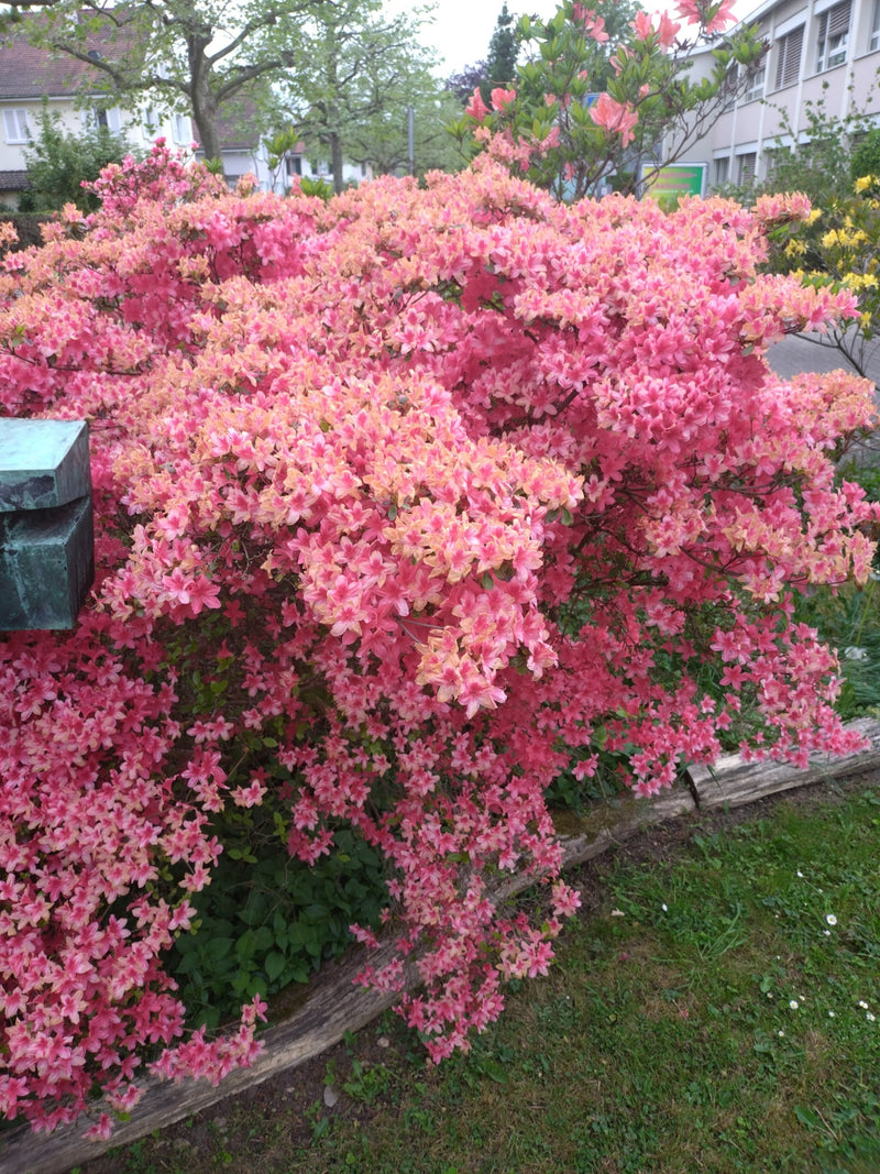 Zu sehen ist ein grosser, üppig blühender Strauch der Japanischen Azalee mit zahlreichen rosa bis lachsfarbenen Blüten. Die Pflanze steht in einem Gartenbeet...