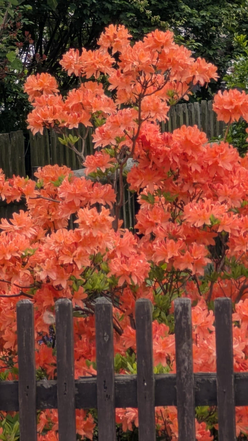 Ein reich blühender Strauch der Japanischen Azalee zeigt dichte, leuchtend orangefarbene Blüten. Die Pflanze steht in einem Garten hinter einem dunklen Holzz...