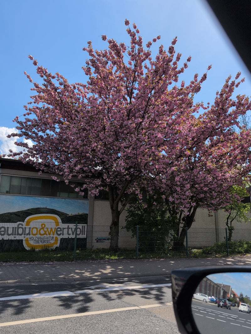 Zu sehen ist ein großer, reich blühender Zierkirschenbaum mit rosa Blüten vor einem Gebäude. Der Baum steht an einer Straße mit Autoverkehr.