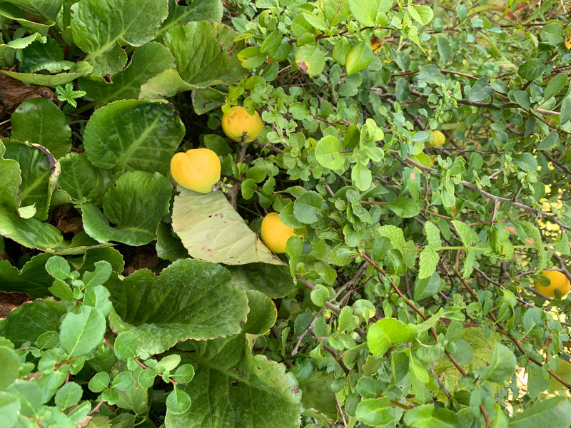 Zierquitten — Bild 1