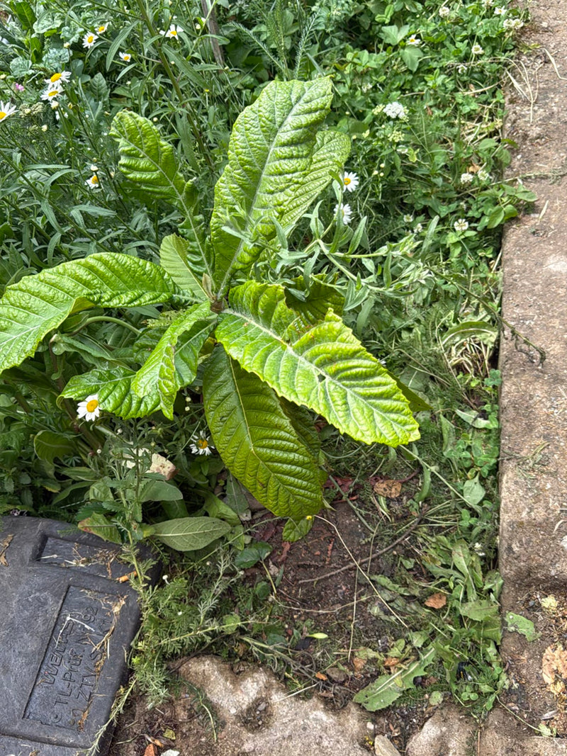Eine junge Japanische Wollmispel wächst in einem Gartenbeet neben einem Steinweg und zeigt ihre charakteristischen, großen, runzeligen Blätter.