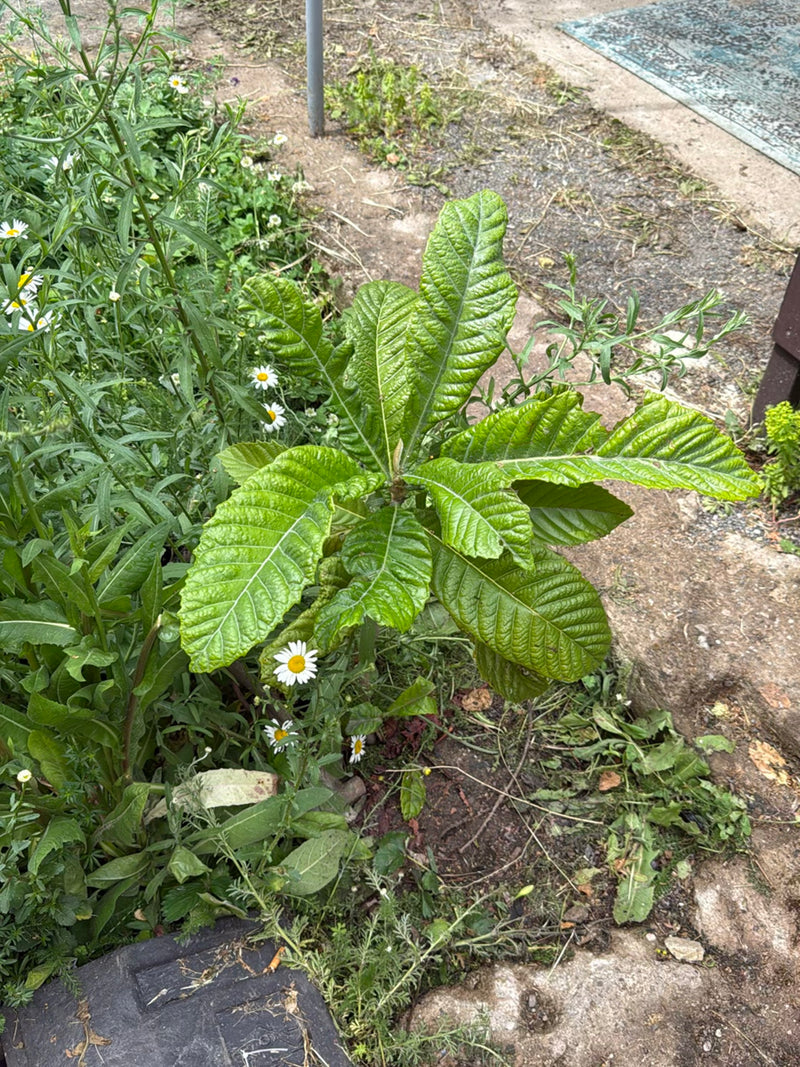Zu sehen ist eine junge Japanische Wollmispel mit charakteristisch großen, runzligen Blättern, die in einem Gartenbeet wächst.