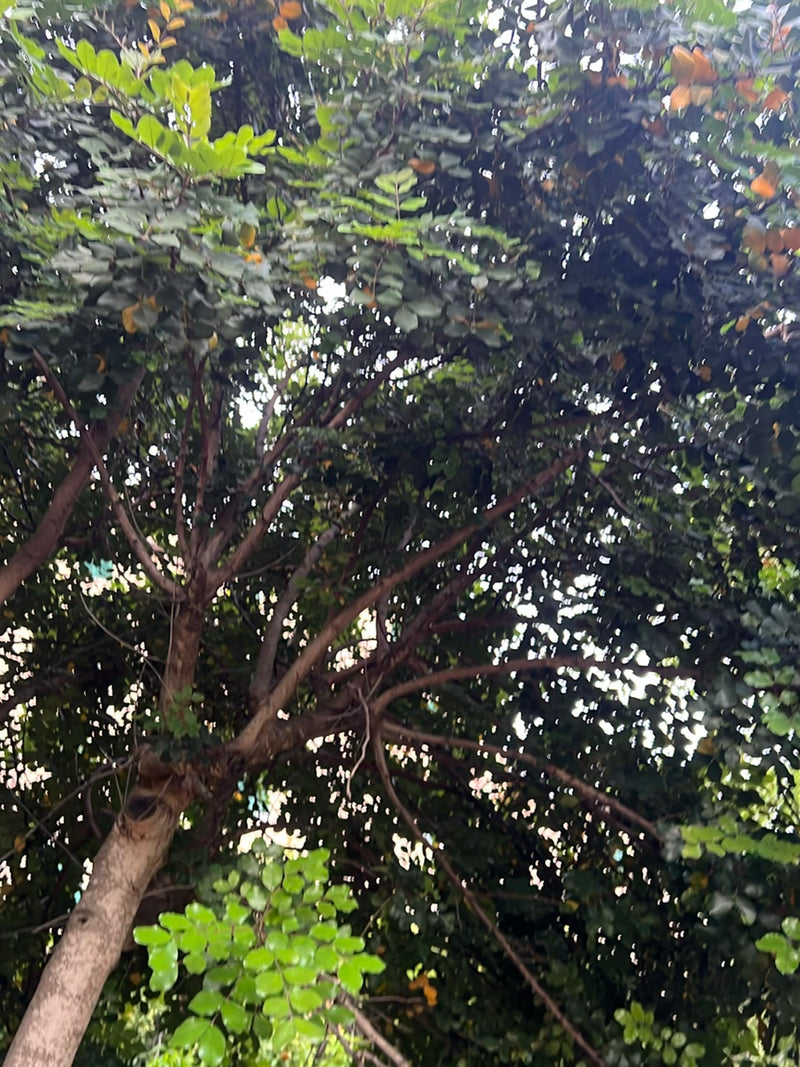 Japanischer Schnurbaum — Bild 1 von 24