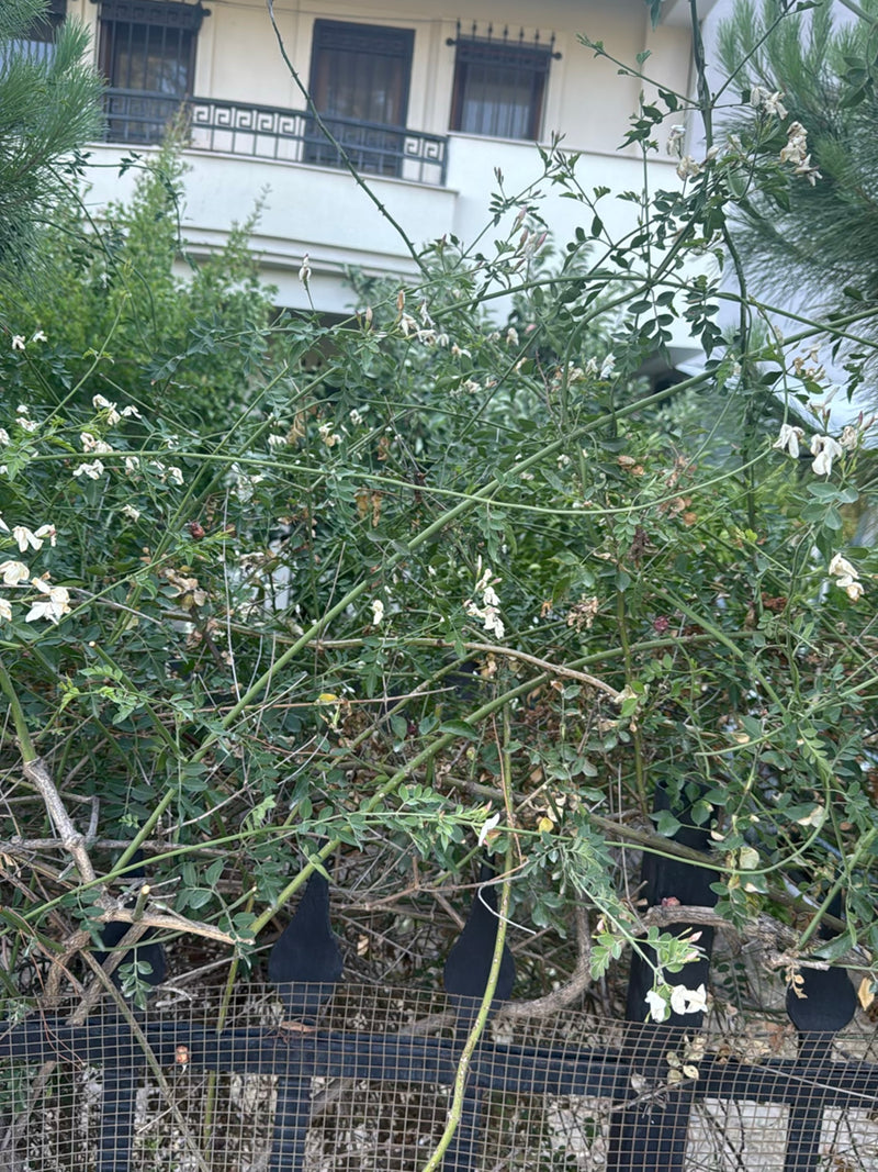 Japanischer Schnurbaum — Bild 3 von 24
