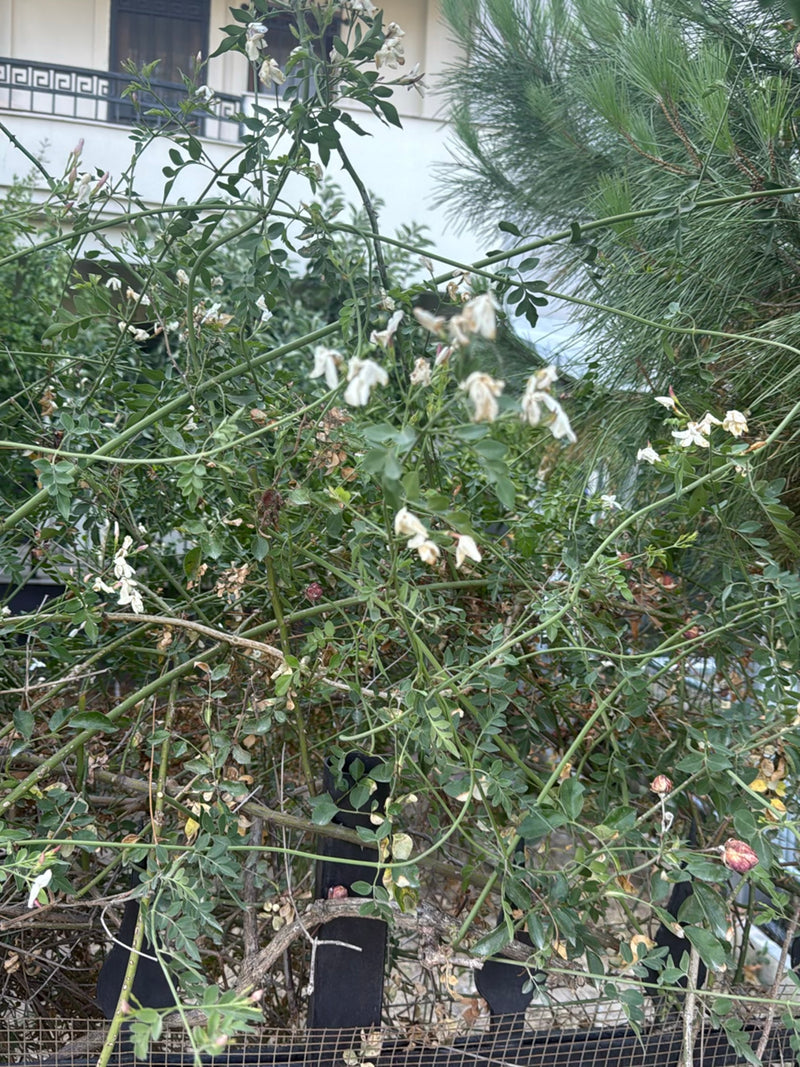 Japanischer Schnurbaum — Bild 2 von 24