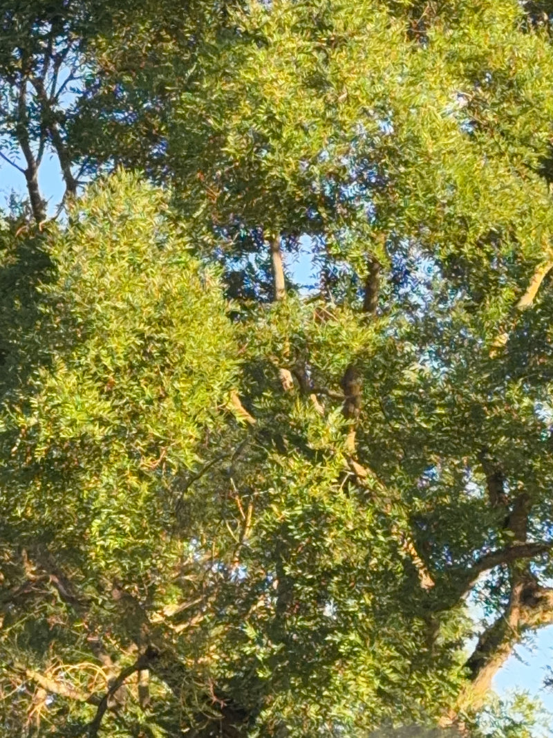 Japanischer Schnurbaum — Bild 4 von 24