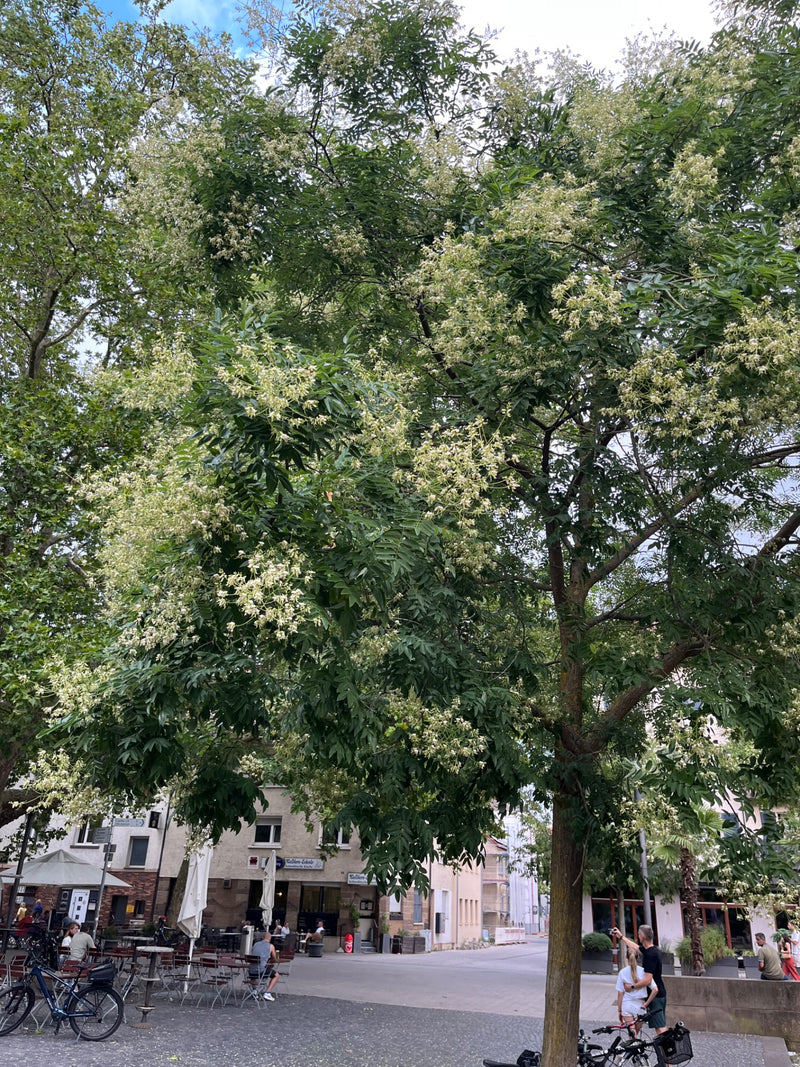 Japanischer Schnurbaum — Bild 5 von 24