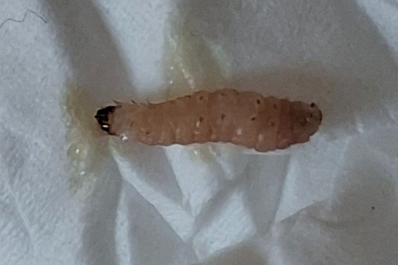 Eine weißlich-fleischfarbene Raupe des Johannisbeer-Glasflüglers mit dunklem Kopf liegt auf einem Papiertuch.