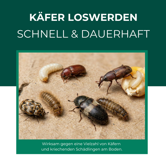 Verschiedene Käferarten und Larven – typische Anzeichen eines Käferbefalls im Haushalt oder Vorratsbereich