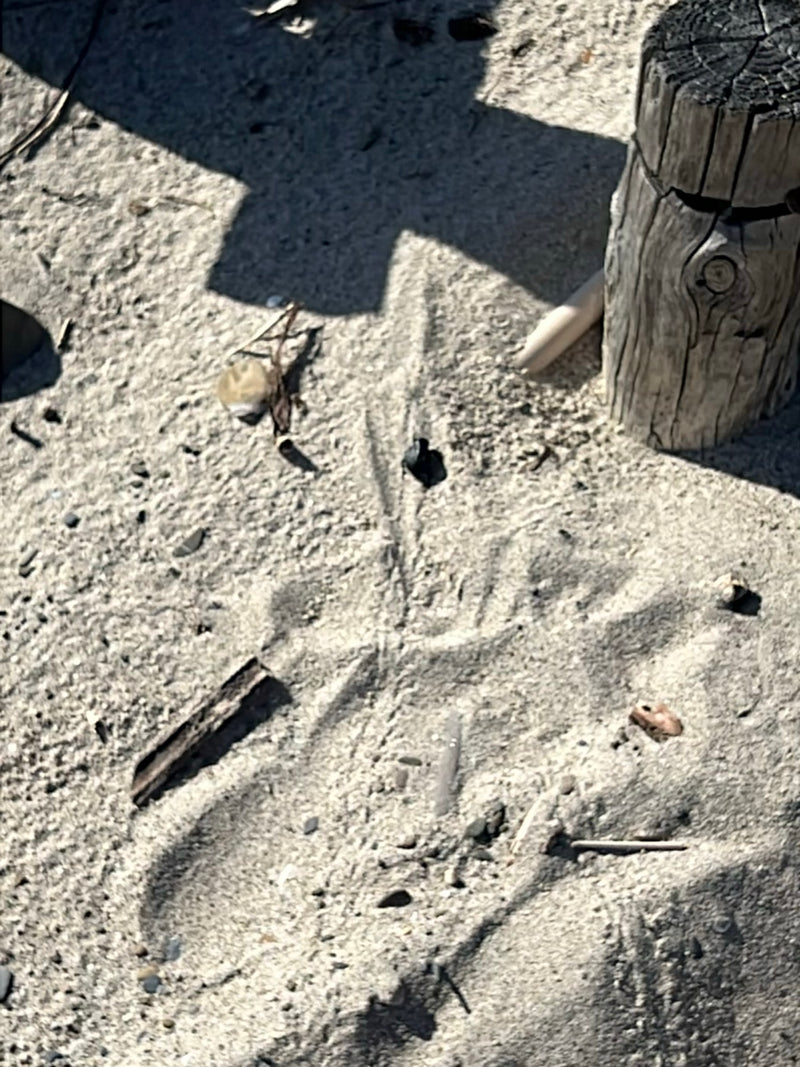 Käfer (unbestimmt) — Bild 2 von 13