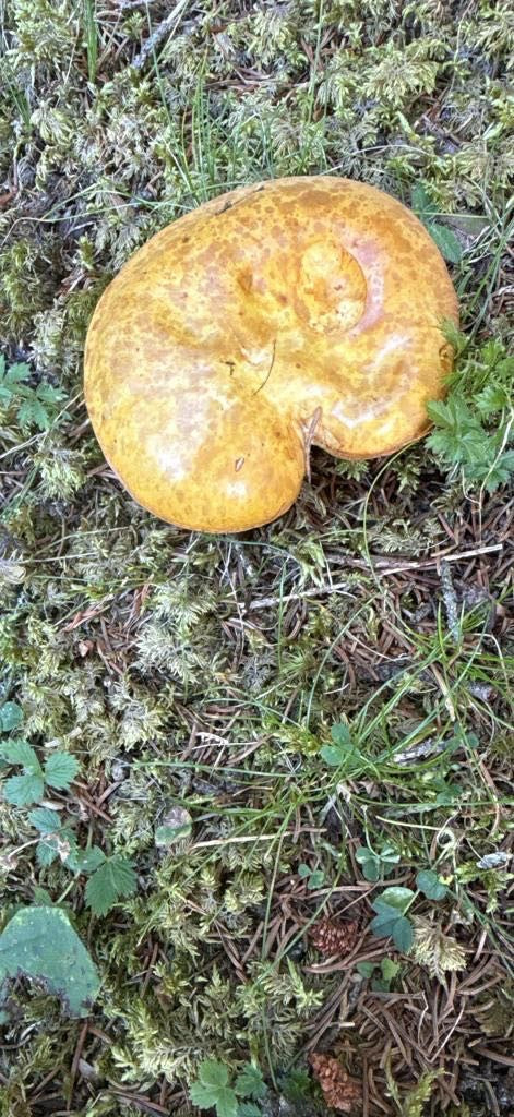 Auf dem Waldboden zwischen Moos und Nadeln liegt der ockerbraune Fruchtkörper des Kahlen Kremplings. Der Hut ist leicht eingedellt und zeigt die typische Fär...