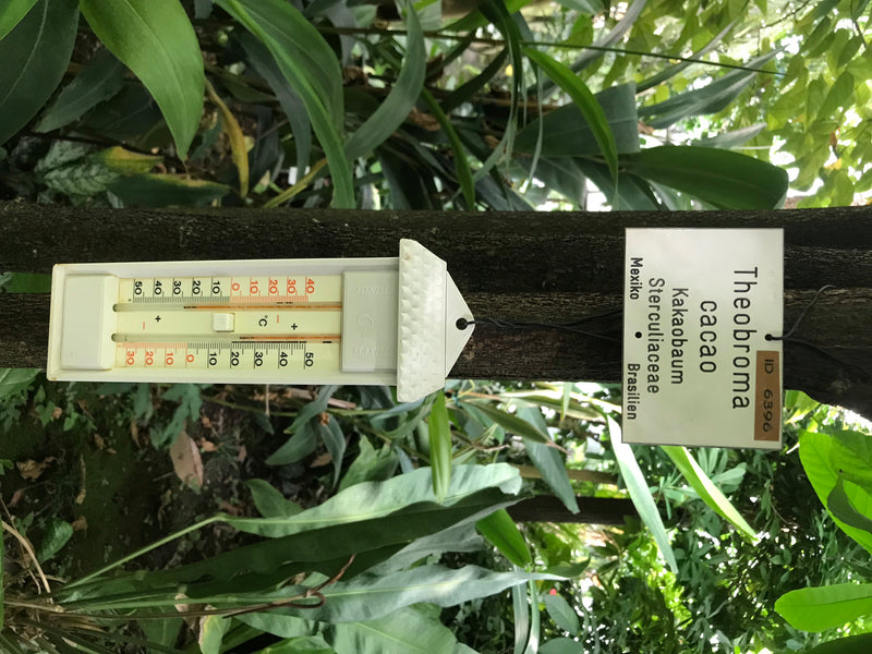 Kakaobaum — Bild 3 von 6