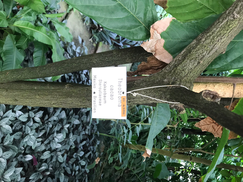 Kakaobaum — Bild 4 von 6