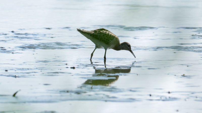 Ein Kampfläufer watet im flachen Wasser und sucht nach Nahrung. Sein gefiedertes Abbild spiegelt sich auf der leicht bewegten Wasseroberfläche.