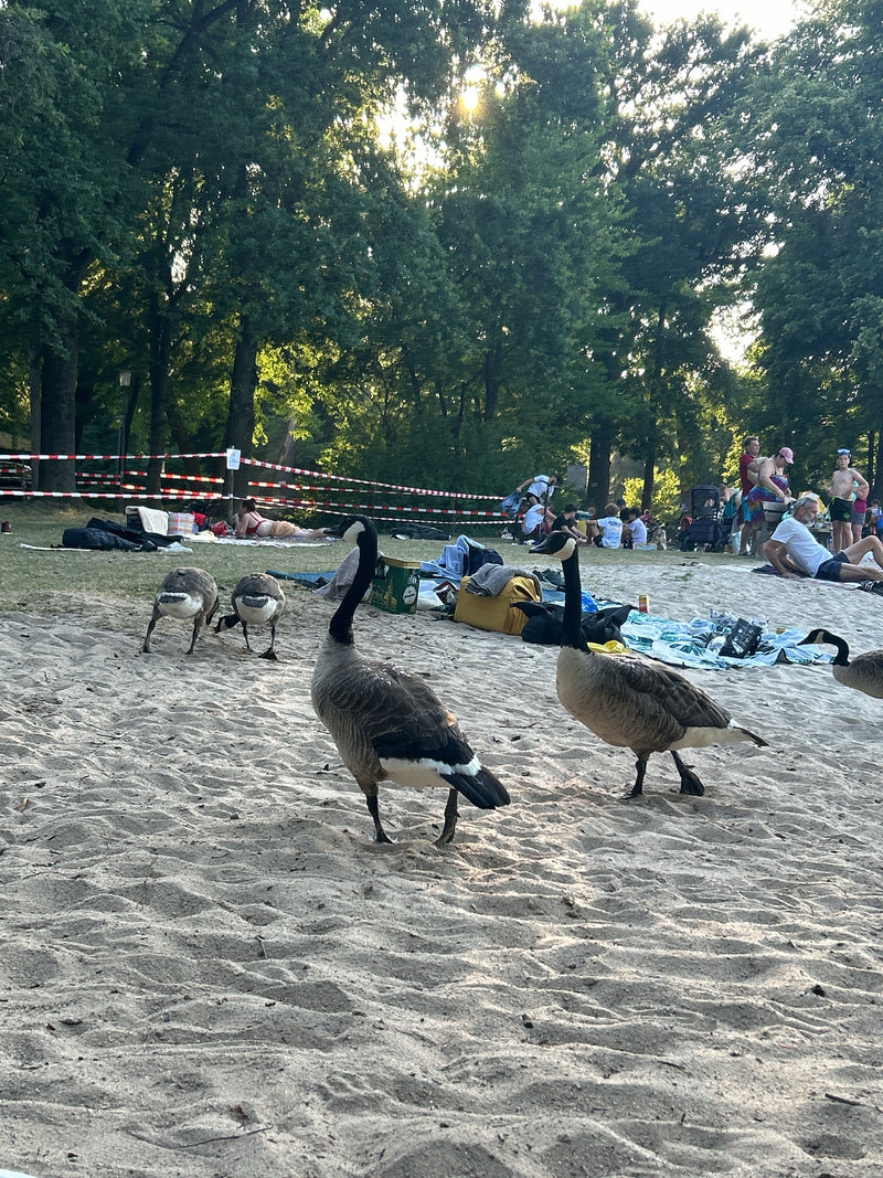 Mehrere Kanadagänse laufen auf einem sandigen Strand im Park. Im Hintergrund sind Badegäste und Bäume zu sehen.