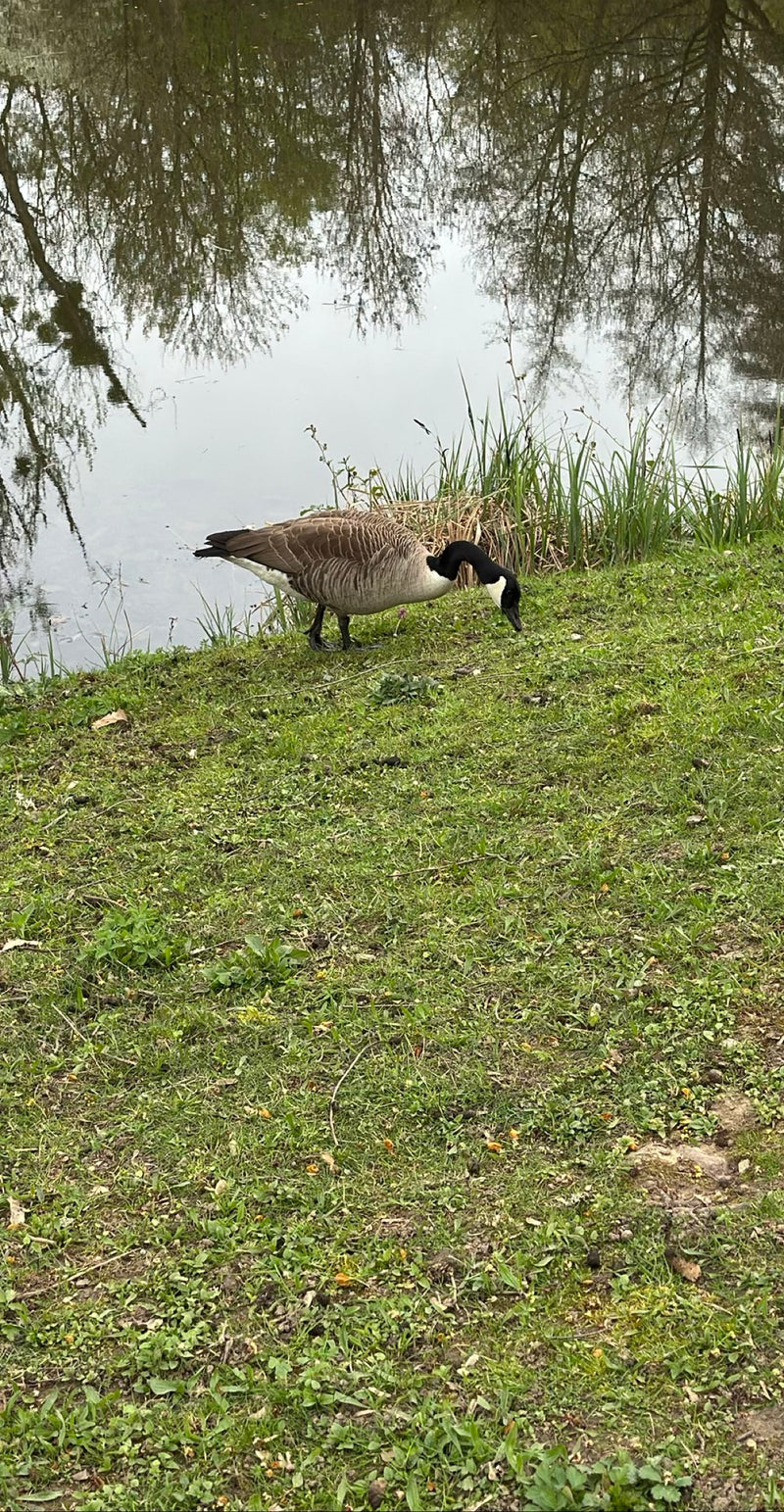 Eine Kanadagans steht auf einer grünen Wiese am Ufer eines Gewässers und sucht nach Nahrung. Der charakteristische schwarze Kopf mit dem weißen Band ist gut ...