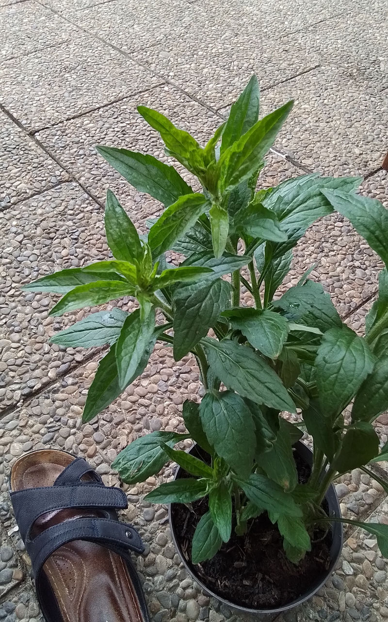 Eine junge Kanadische Goldrute wächst in einem Blumentopf, der auf einem hellen Steinboden steht. Die grünen, lanzettlichen Blätter sind gut zu erkennen.