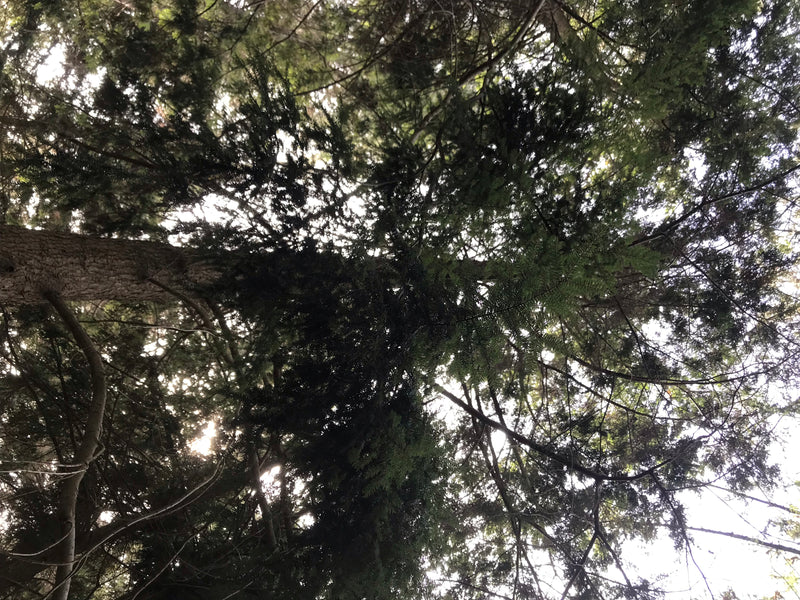 Kanadische Hemlocktanne — Bild 2 von 10