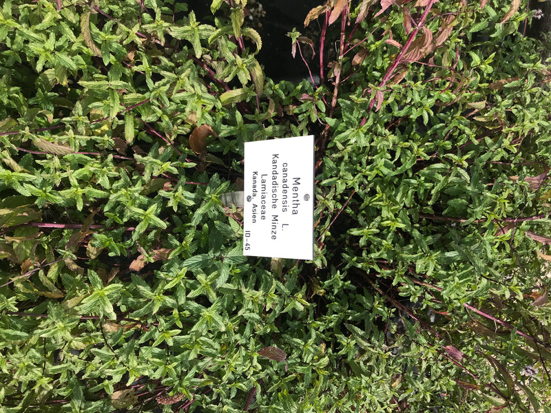 Kanadische Minze — Bild 1 von 1