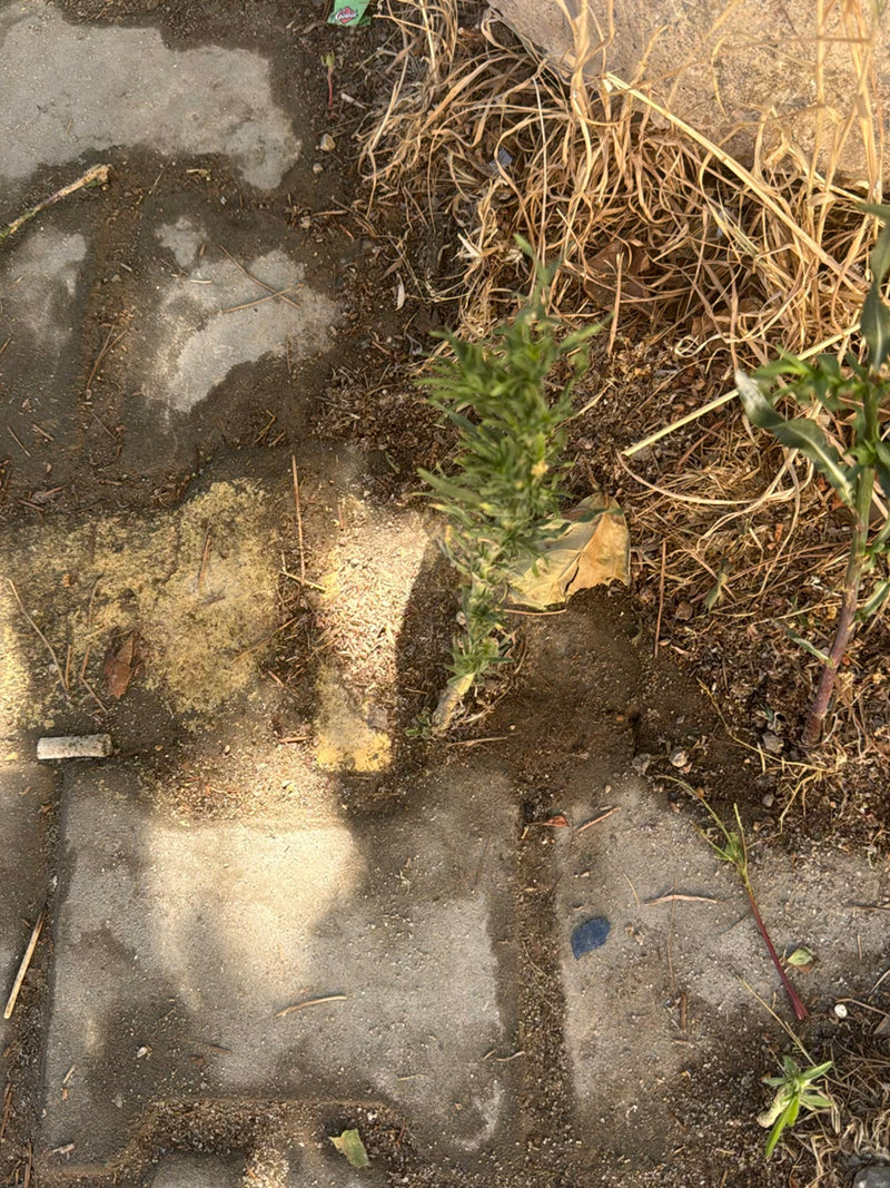 Kanadisches Berufkraut — Bild 1 von 3