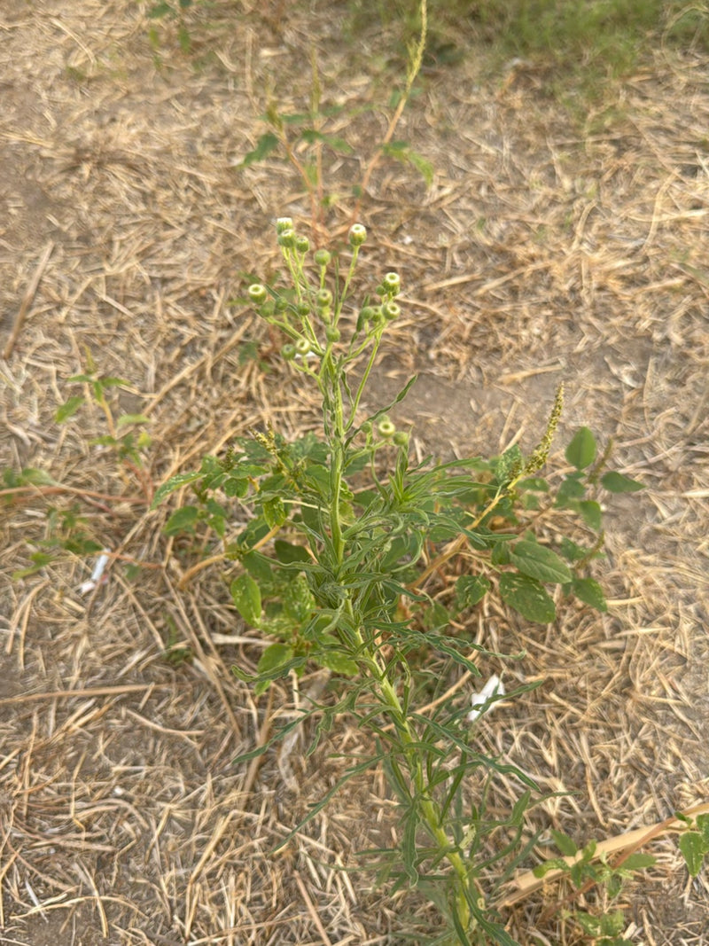 Das Bild zeigt eine aufrechte Pflanze mit schmalen Blättern und kleinen Knospen auf trockenem Boden. Es handelt sich um das Kanadische Berufkraut.