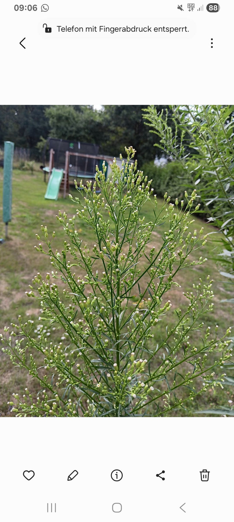 Zu sehen ist ein aufrechter, stark verzweigter Blütenstand des Kanadischen Berufkrauts vor einer Gartenwiese. Die zahlreichen kleinen Knospen und Blüten sitz...