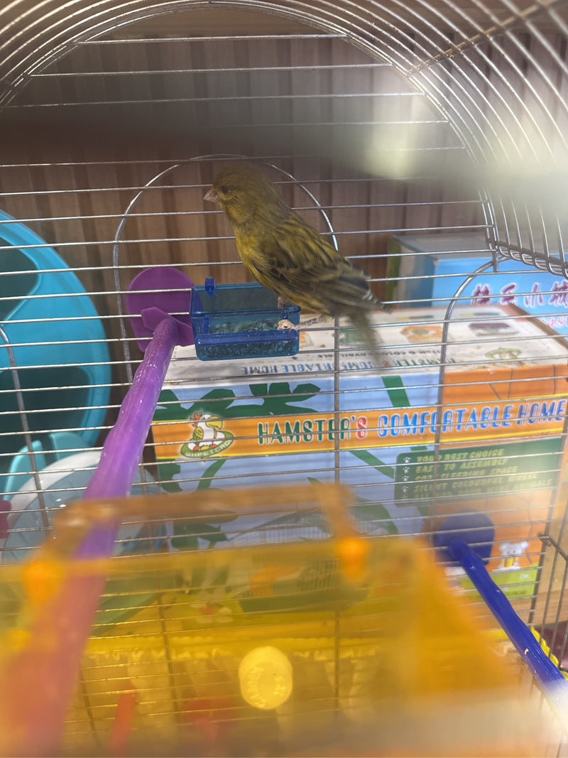 Ein gelb-braun gefiederter Kanarienvogel sitzt auf einer kleinen Futterstation innerhalb eines Vogelkäfigs. Das Tier ruht auf dem Behälter.