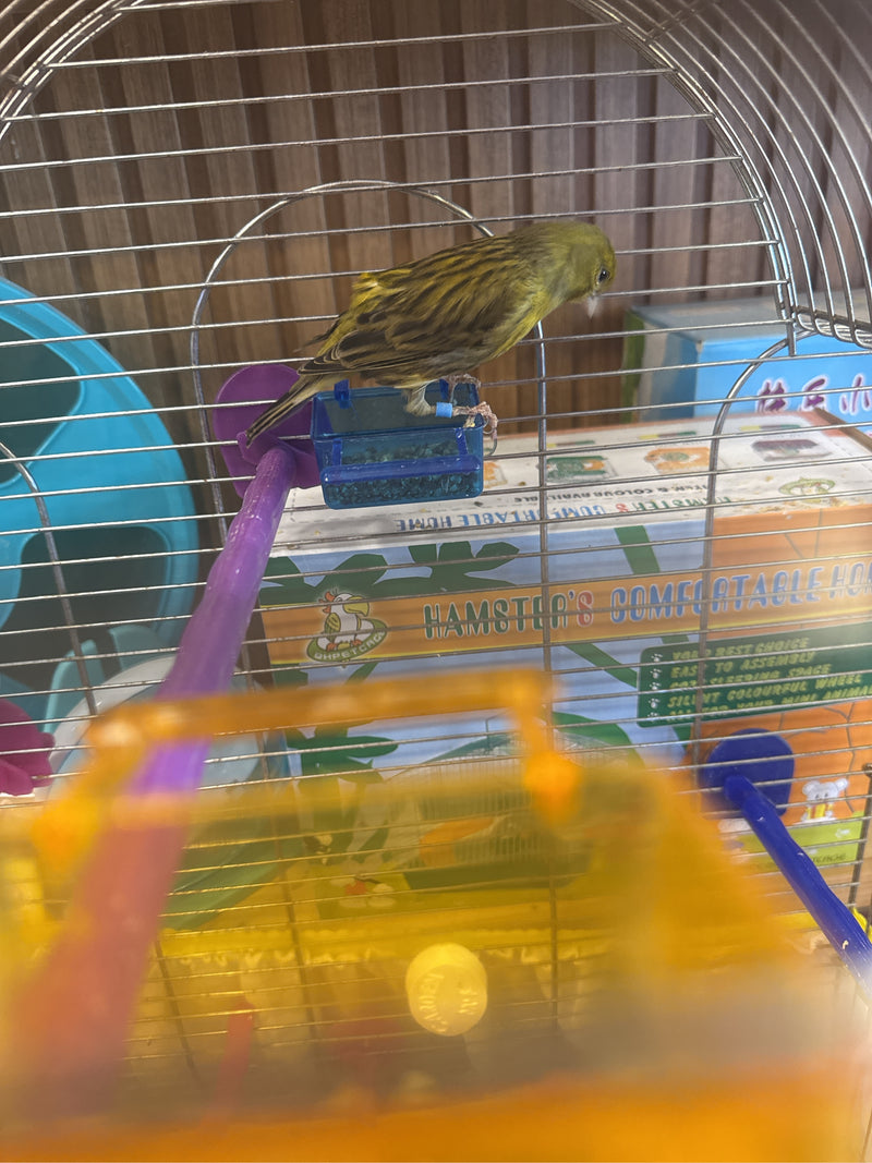 Ein gelb-braun gefiederter Kanarienvogel sitzt in einem Vogelkäfig auf einem kleinen Futternapf. Der Hintergrund zeigt Teile der Käfigeinrichtung.