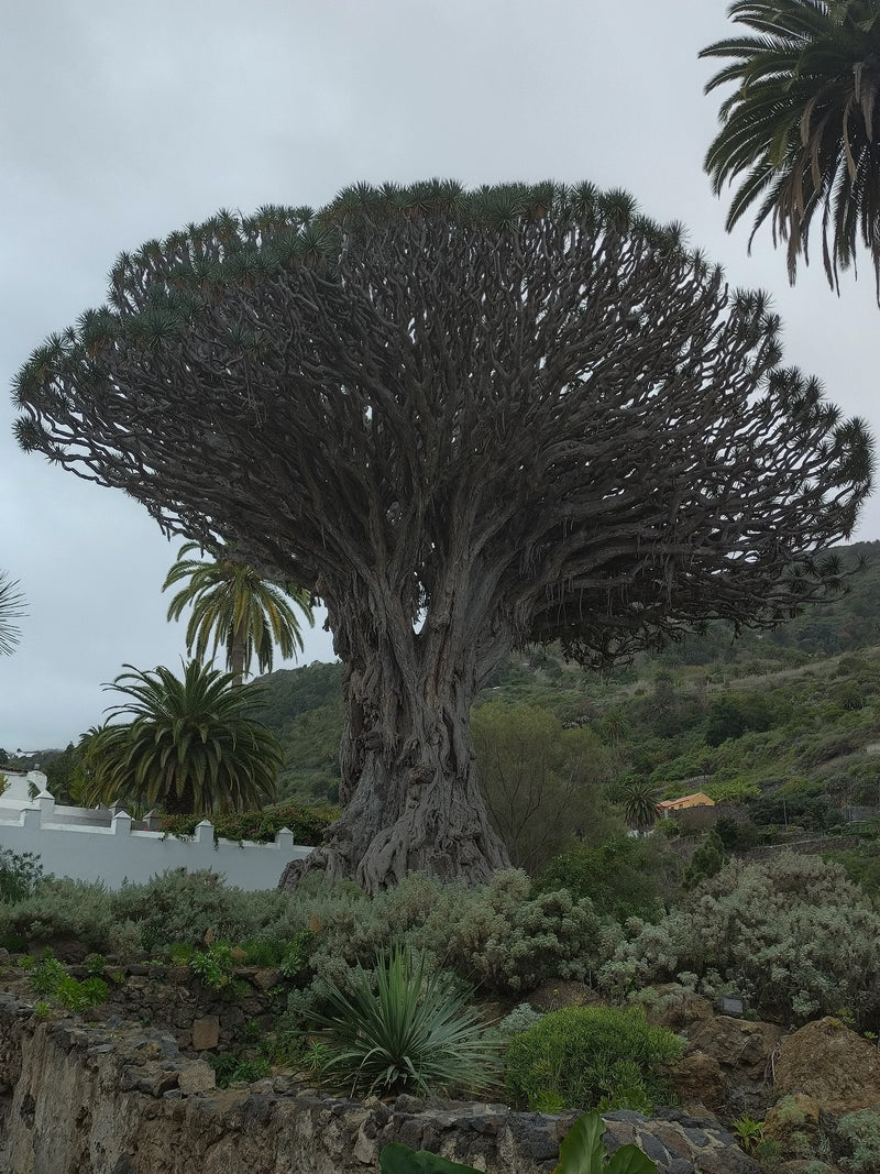 Auf dem Bild ist ein grosser, alter Kanarischer Drachenbaum mit seiner charakteristischen, dicht verzweigten Krone zu sehen. Er steht in einer Gartenanlage v...
