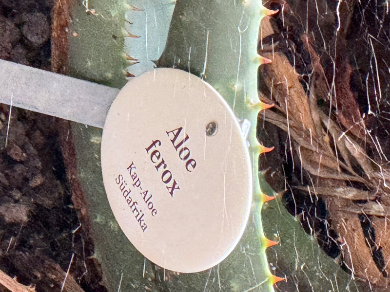 Kap-Aloe — Bild 1 von 2