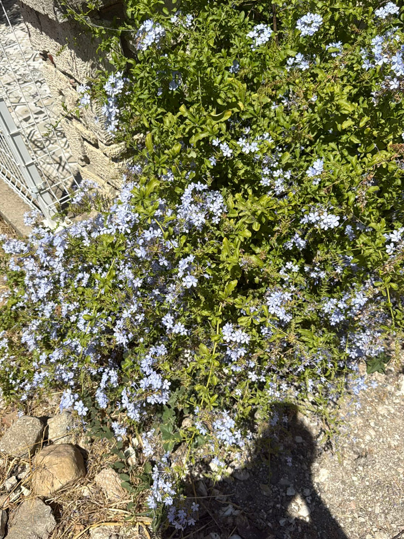 Das Bild zeigt eine blühende Kap-Bleiwurz (Plumbago auriculata) mit zahlreichen hellblauen Blüten und grünen Blättern vor einer Mauer.
