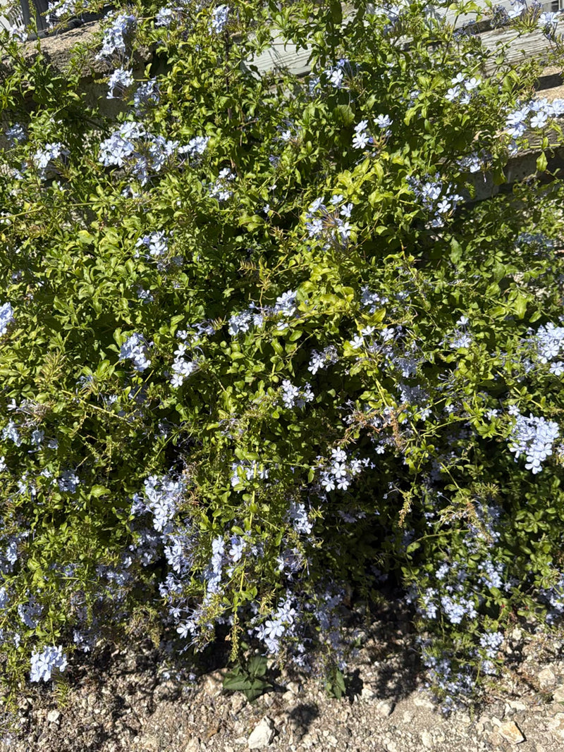 Das Bild zeigt einen dicht gewachsenen Kap-Bleiwurz voller hellblauer Blüten und grüner Blätter. Die Pflanze steht vor einer hellen Wand oder Steinumrandung.
