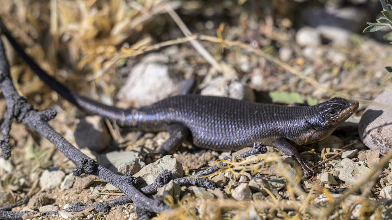 Kap-Skink — Bild 1 von 1