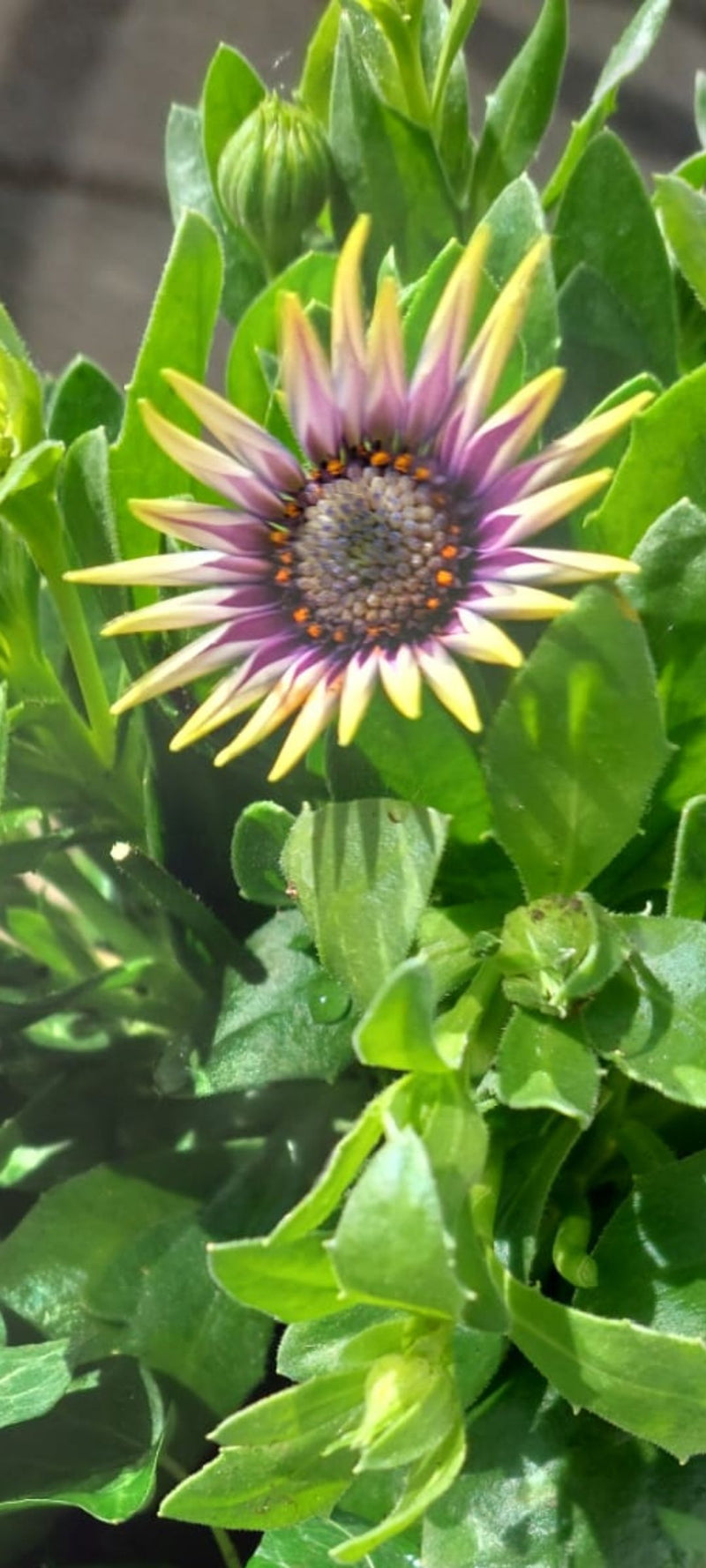 Zu sehen ist eine geöffnete Kapmargerite mit auffälligen, spitz zulaufenden gelb-lila Blütenblättern. Die Blüte ist von sattgrünen Blättern und geschlossenen...