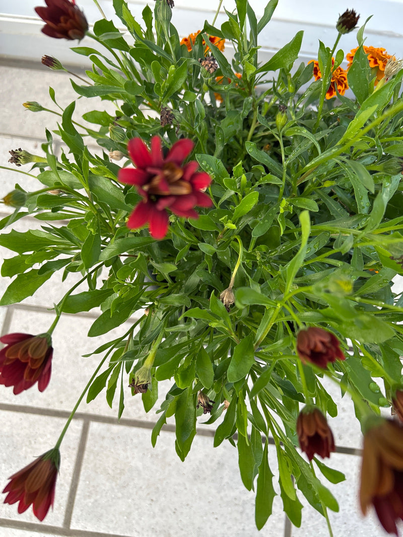 Zu sehen ist eine blühende Kapmargerite mit dunkelroten Blüten und üppigen grünen Blättern. Die Pflanze steht in einem Topf auf hellem Untergrund.