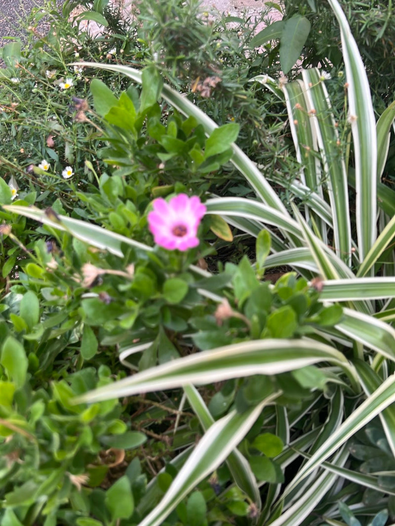 Zu sehen ist eine einzelne rosa Blüte der Kapmargerite, die zentral zwischen grünem Laub und Ziergräsern in einem Beet wächst.